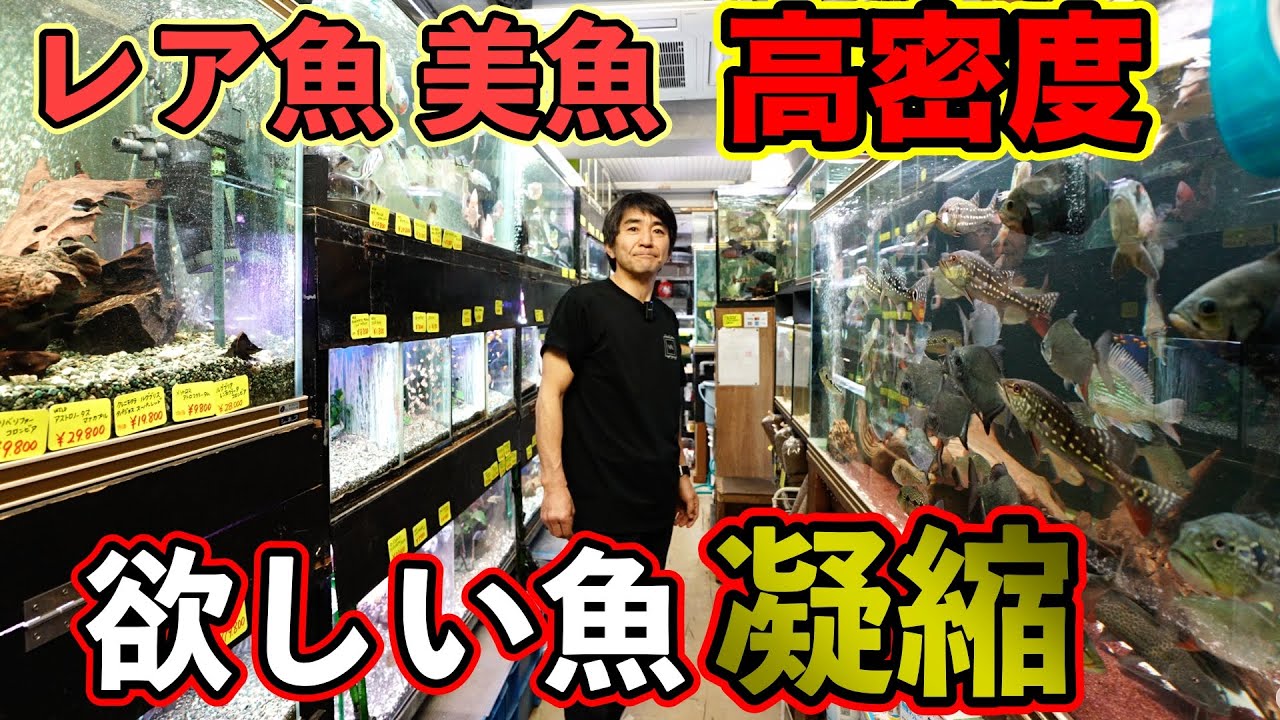 圧倒的魚種量　あらゆるレア魚集結　マニア御用達　超玄人ショップ「ツーウェイ」　『パクー』『カラシン』『アロワナ』『ダトニオ』『シクリッド』アクアショップ