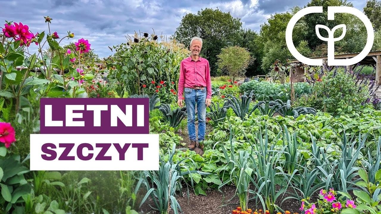 Obfitość bez kopania w moim letnim ogrodzie - i kilka problemów | Charles Dowding