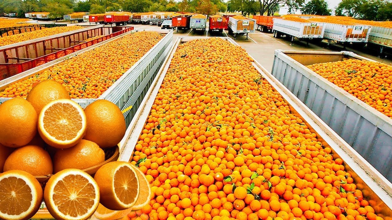 How Orange Juice Industry is Making Billions - Orange juice factory - How Orange Juice is Made?