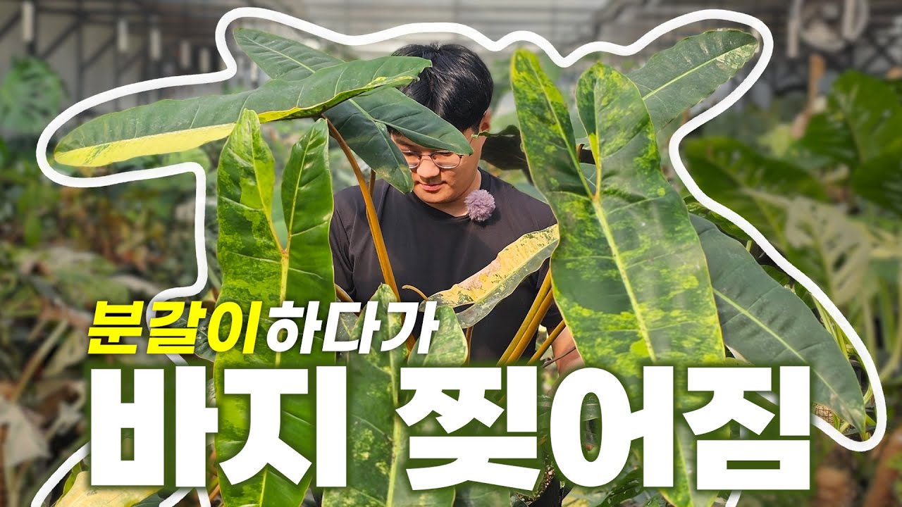 (한 때)천만원이었던 무늬 빌리에티에 분갈이 ㅣ바지 찢어져도 괜찮아 ㅣ 식물 팔아서 새 바지 사입으면 되니까🍀