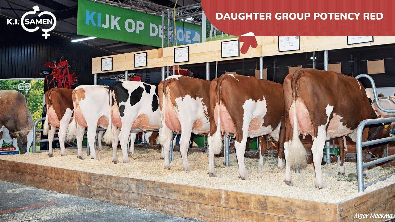 Daughter Group Drouner Potency Red &ndash; RMV Hardenberg 2025 | K.I. Samen