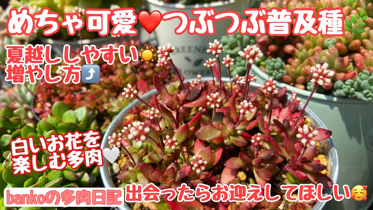 【多肉日記#247】今が旬❣️葉挿しも🌱もりもり増えるつぶつぶ多肉⤴️クラッスラ紅稚児🌿去年の大失敗から夏越ししやすい増やし方をしました☀️