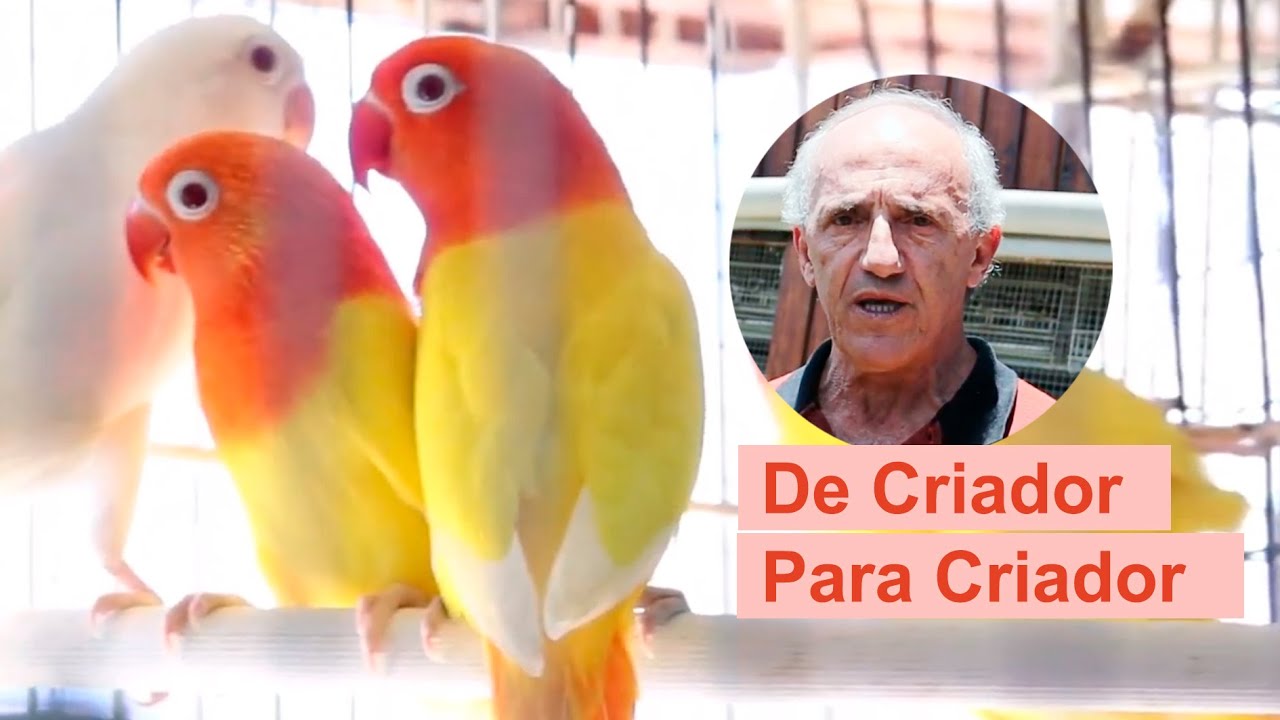 De Criador Para Criador - Criadouro de Aves São Cristovão - Agapornis raros criados em colonias