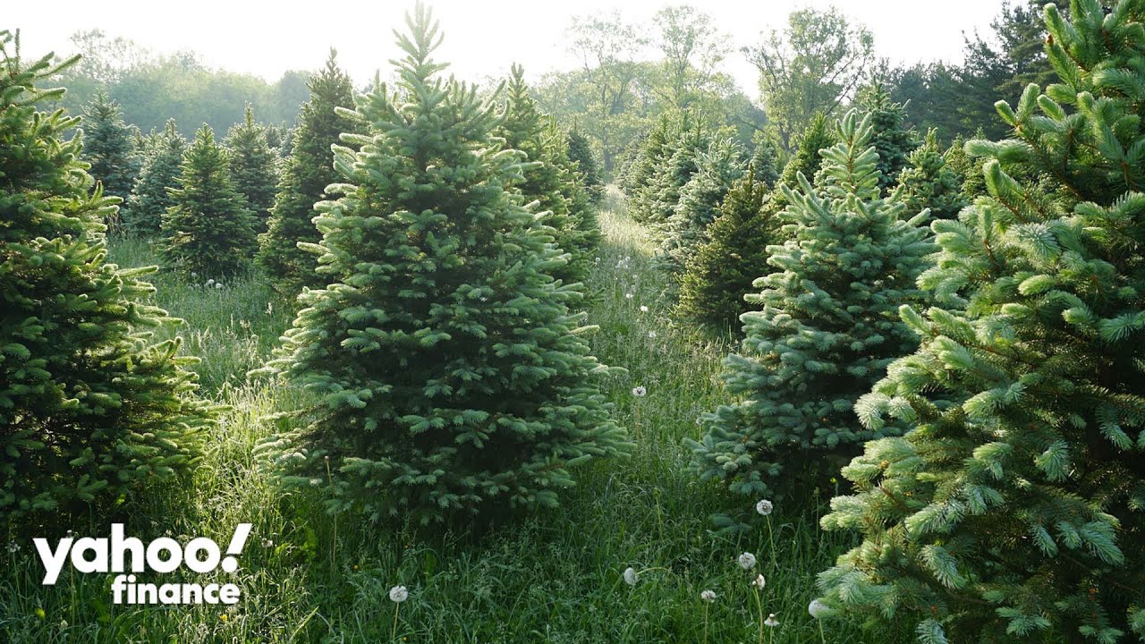 Christmas Tree rentals offer a sustainable solution to holiday inflation, owner explains