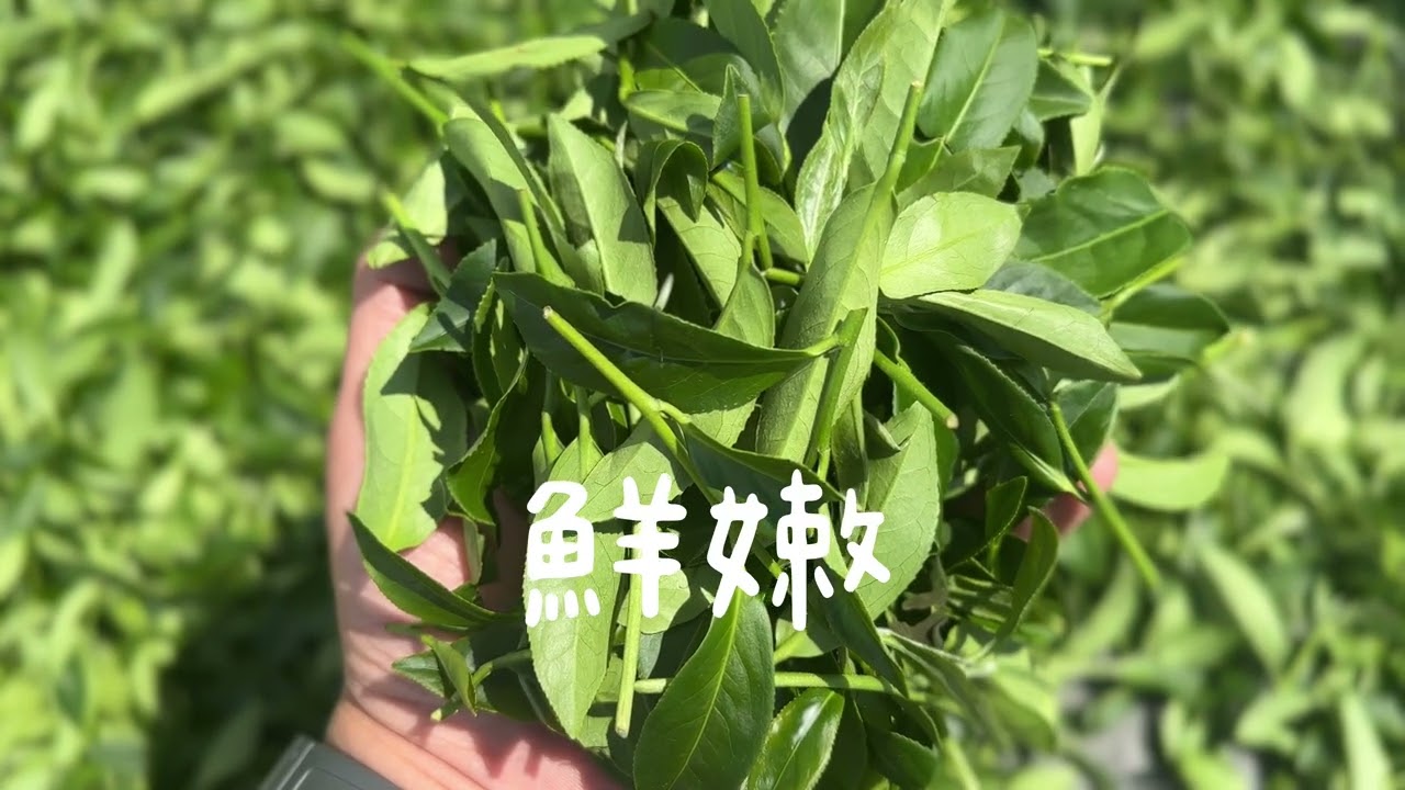 翠峰