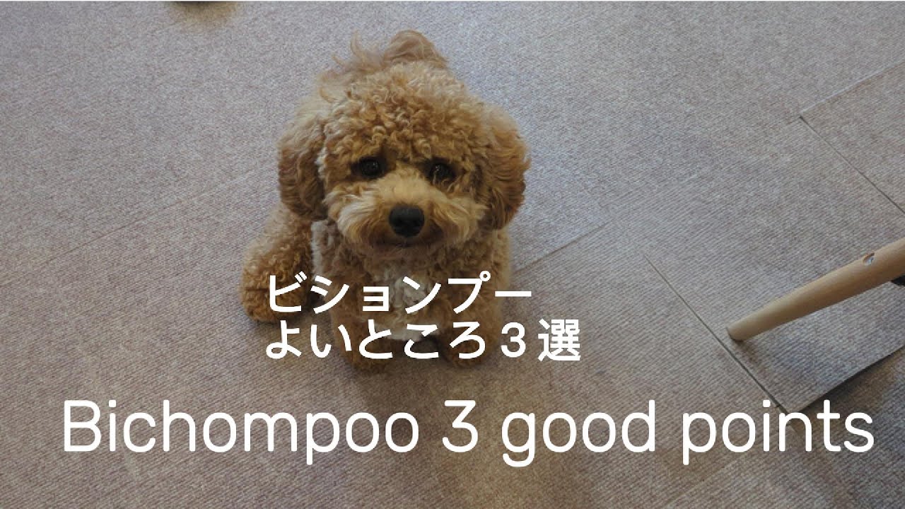 ビションプーよいところ３選　bichompoo 3good points
