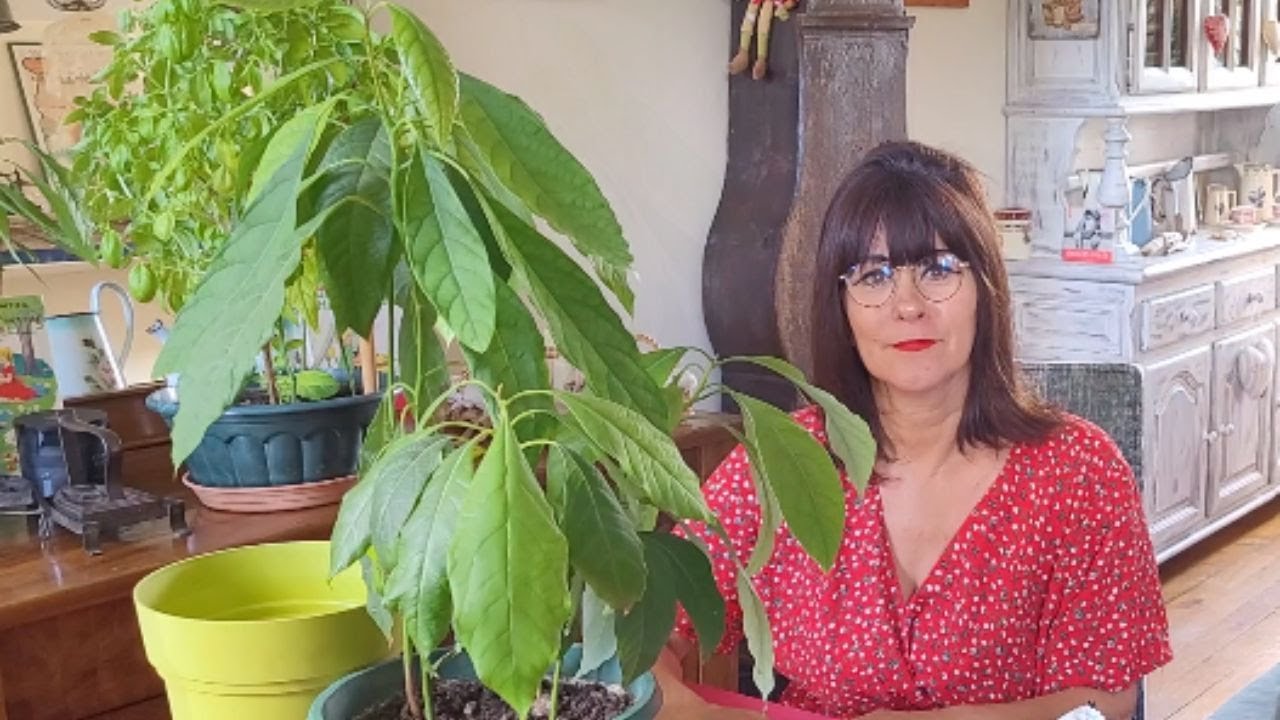 Comment faire pousser un avocat depuis un noyau ? La méthode rapide
