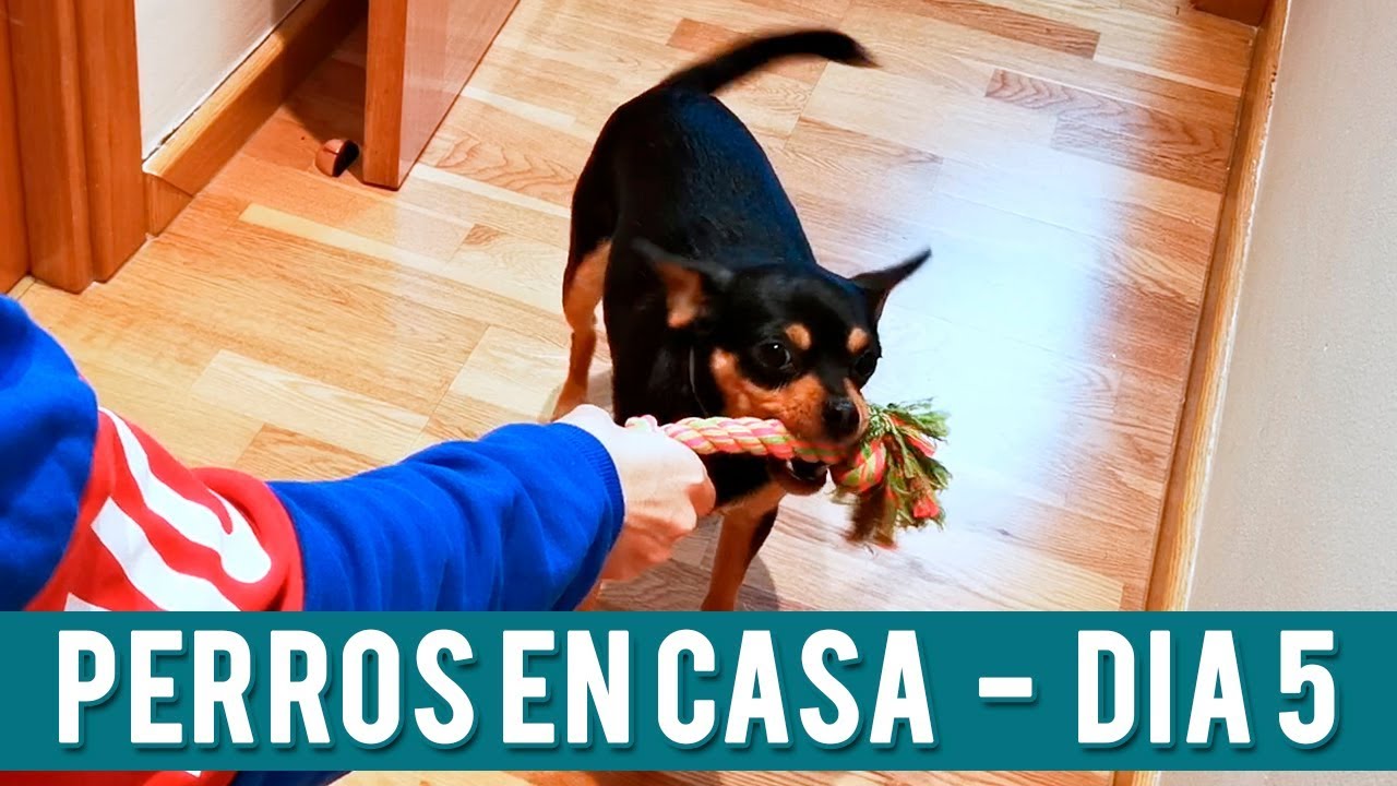 Juego De Tira Y Suelta  | Día 5