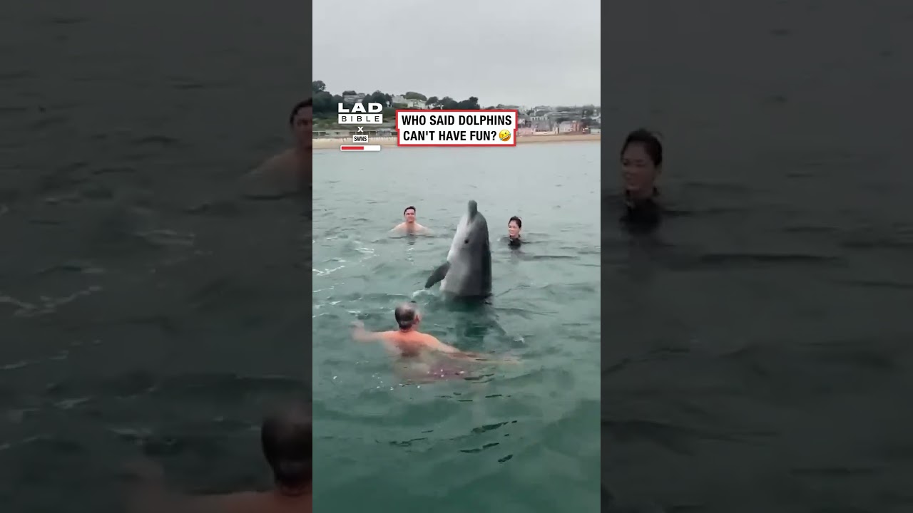 Wild dolphin joins family on their morning swim 🤩 (🎥: SWNS)