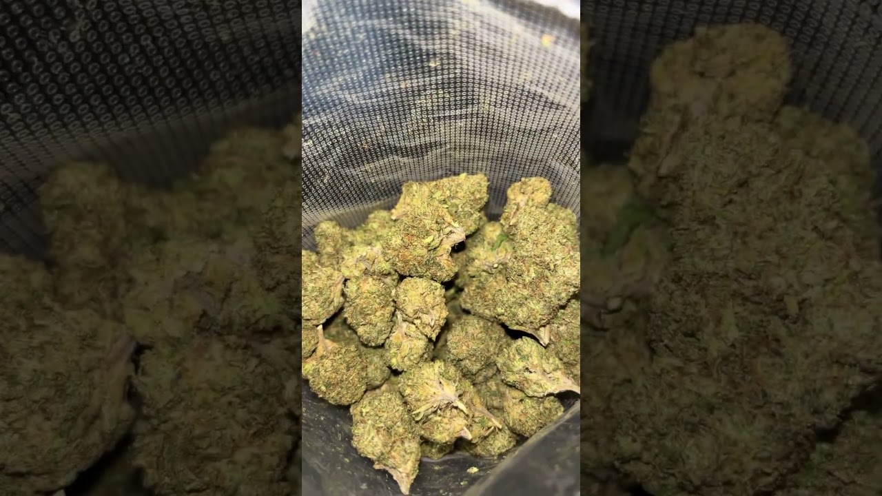 Jkdistro zkittlez Qp