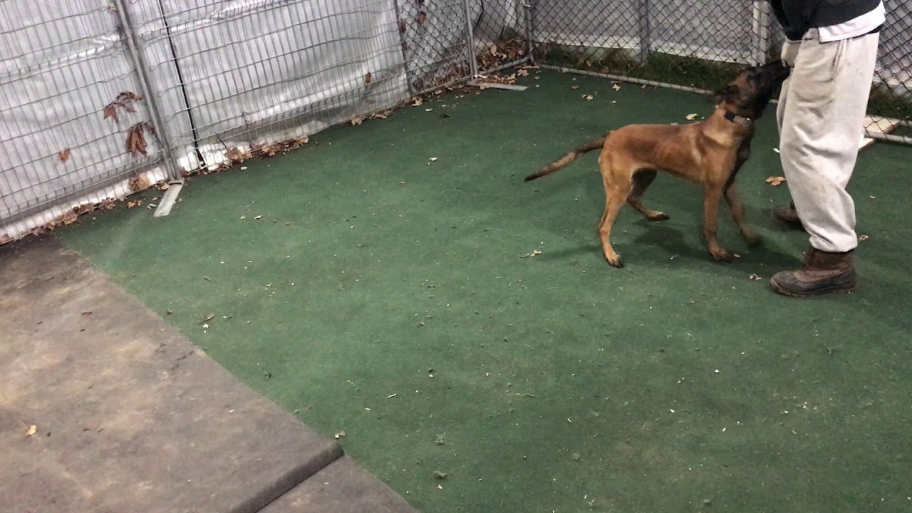 Puppy Learning Focus Heel