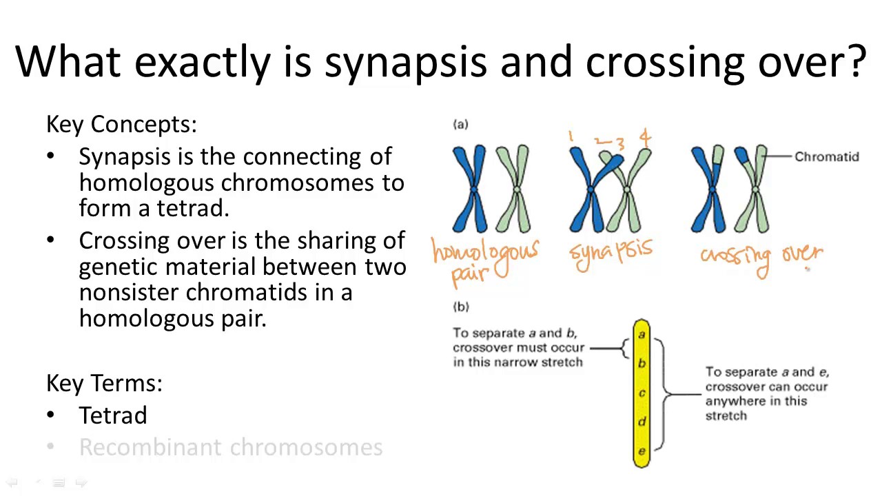 Synapsis and Crossing Over