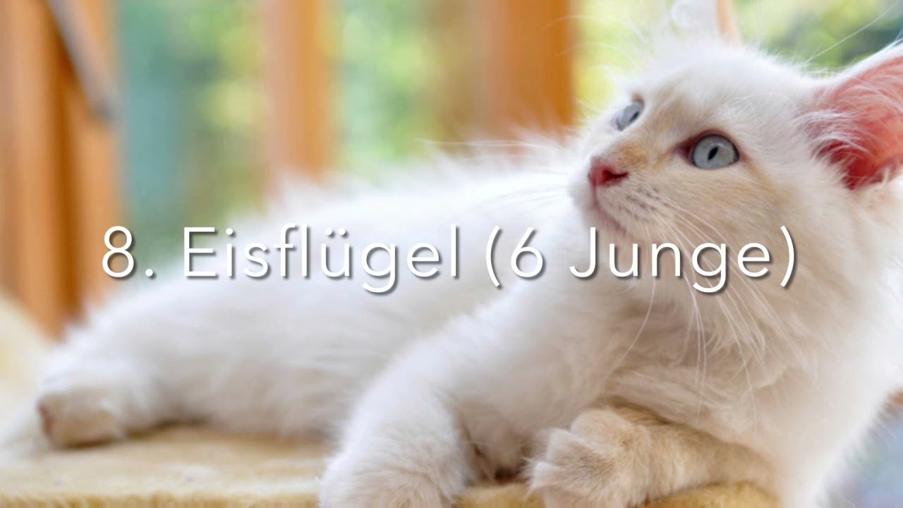 Die 8 Königinnen mit den meisten Jungen (Warrior cats)