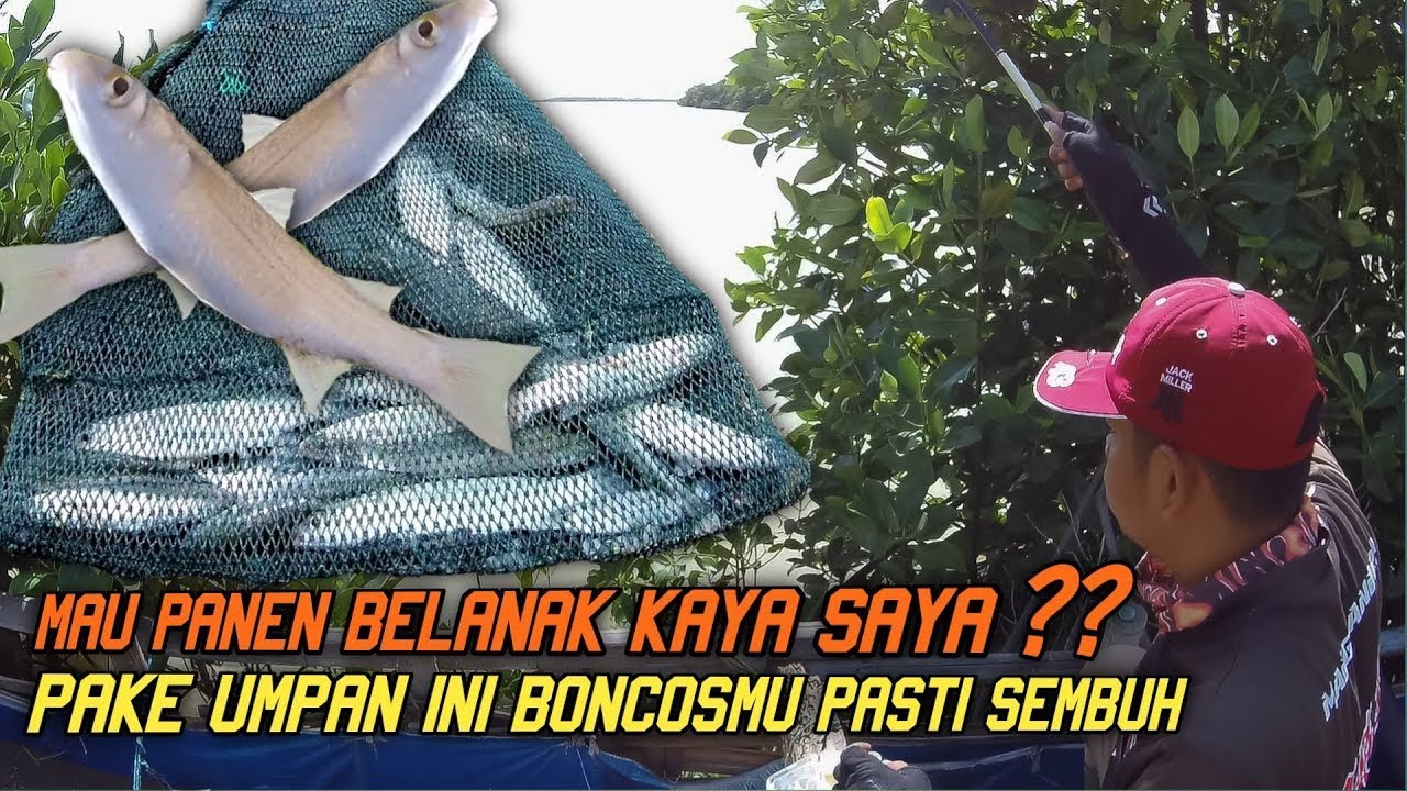 panen..! mancing belanak umpan tepung || sampe pegel strike terus !!