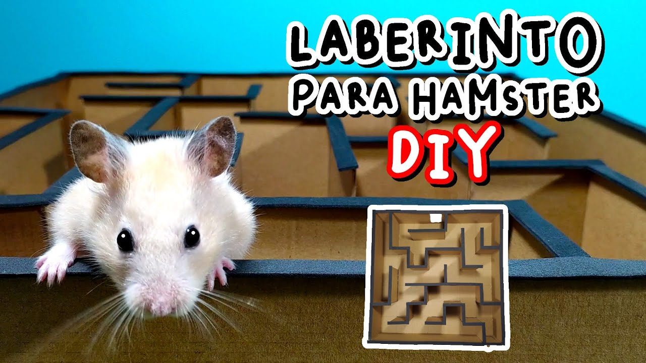 Cómo Hacer un Laberinto para Hámster Casero y Fácil
