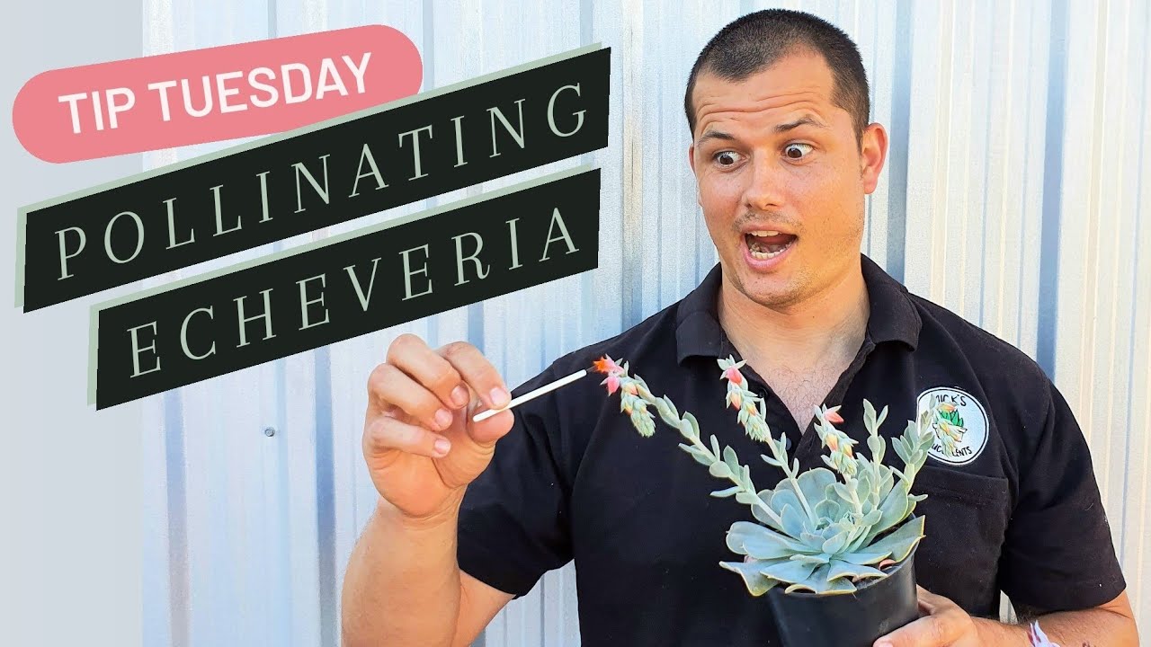 Pollinating Echeveria