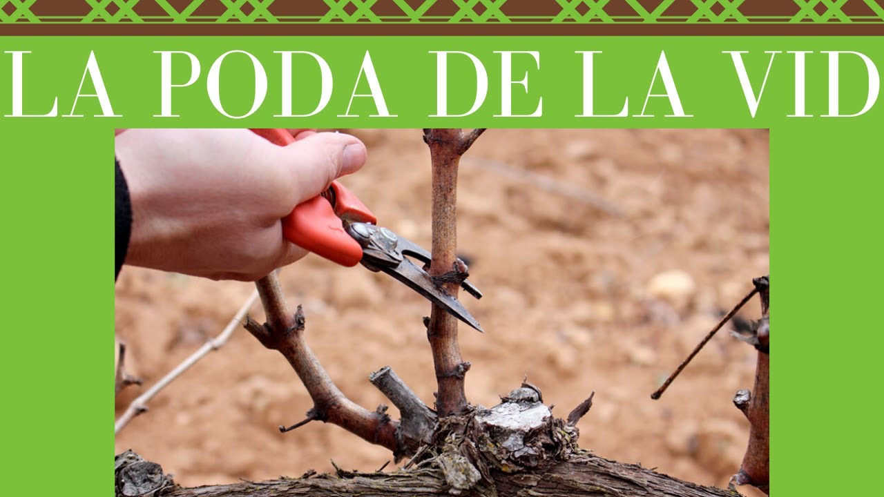 ✂🌱¡PODA DE LA VID!▶[Y SUS TIPOS]▶[COMPLETO✅]▶[EXPLICADO]▶[CURSO DE VINOS🍷 ]