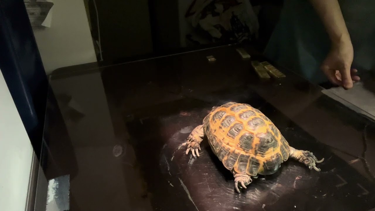 ③ロシアリクガメのカメちゃんのレントゲン検査