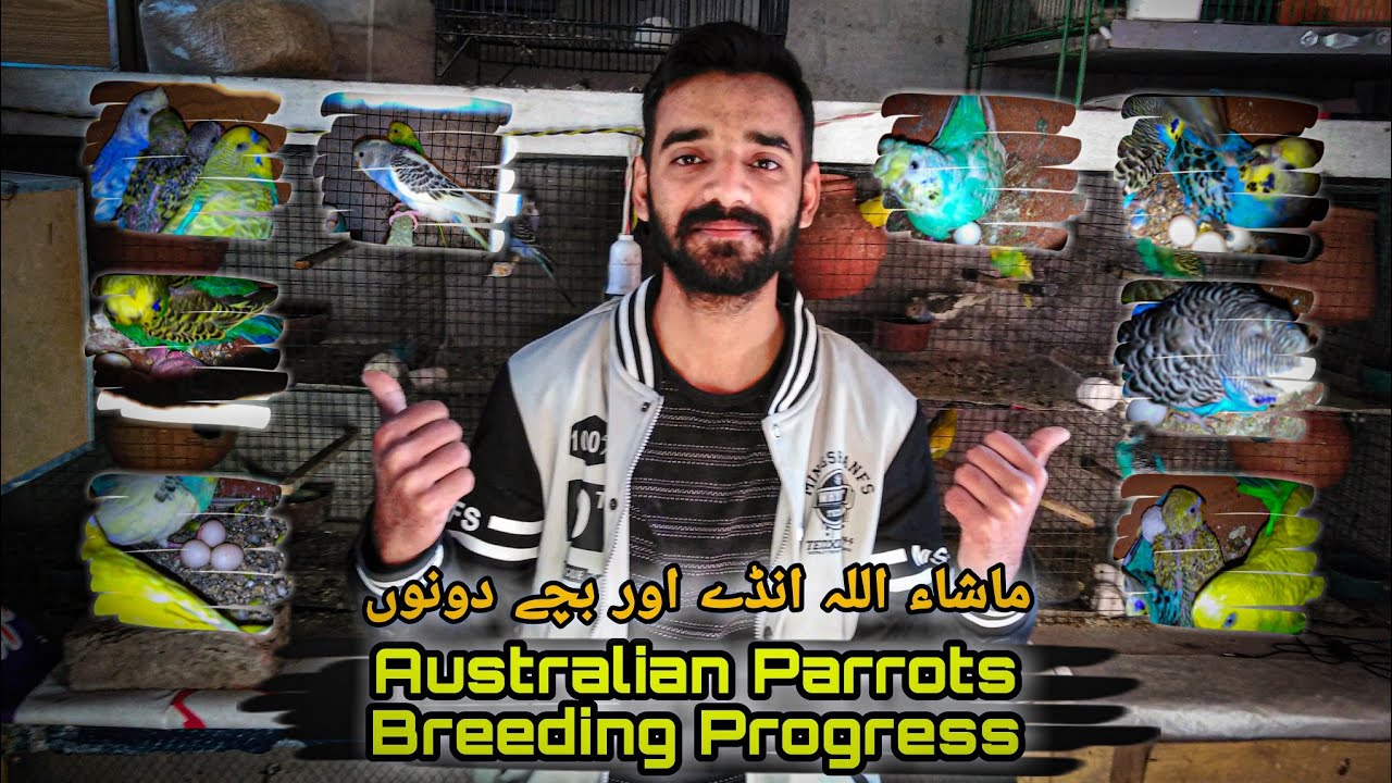 Australian Parrots Breeding Progress and Cocktail Parrots updates