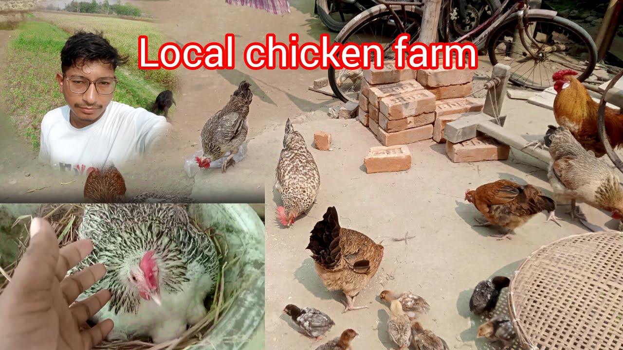 Local chicken farm // LOCAL CHICKEN IN ASSAM #hirak111 #local #chicken #goat #farming #murgifarm #15