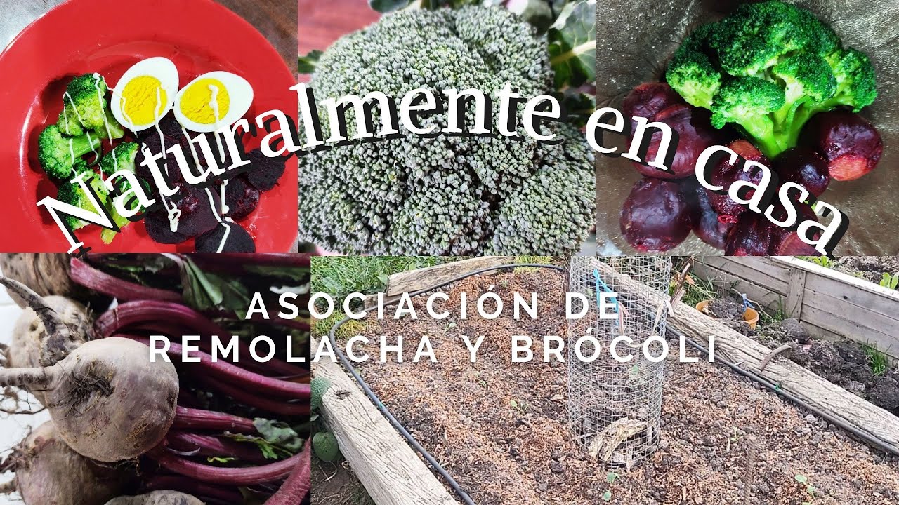Huerta Asociación de remolacha y brócoli