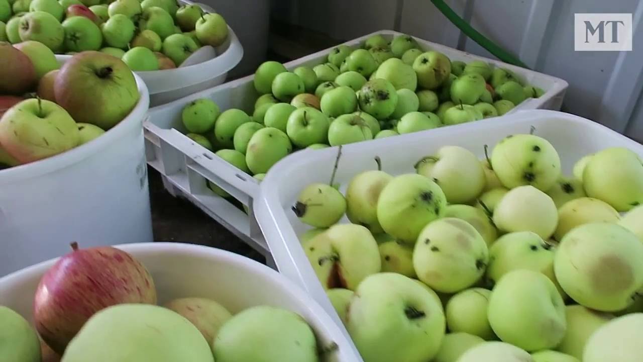 Omenamehun tekoprosessi Bornemannin mehustamossa