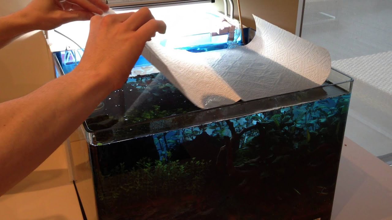 einfach Kahmhaut entfernen - easy remove surface scum Aquarium