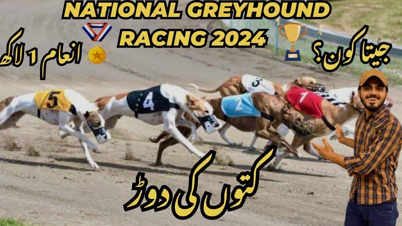 Greyhound Race Championship 2024|Dog Race In UAF|National Greyhound Racing|Vlog#176