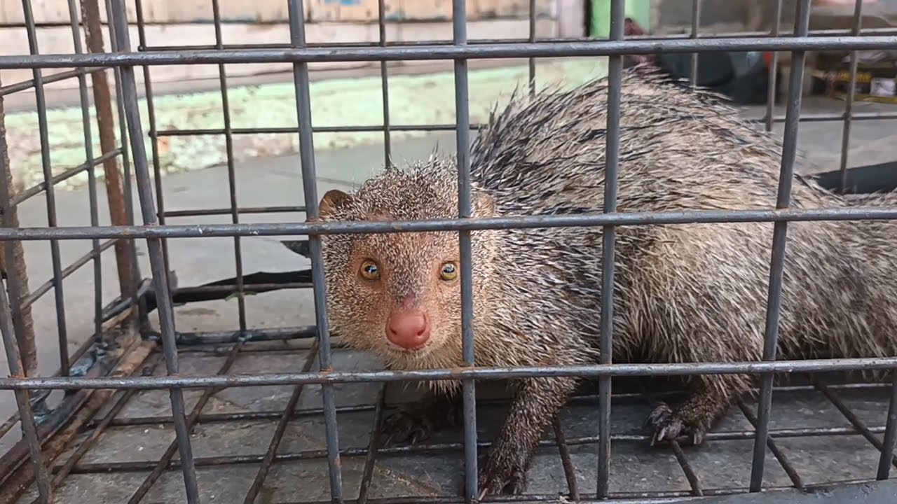 How To Make A Mongoose Trapd // ముంగీస బోను తయారుచేయడం ఎలా? In telugu By Sri Hari Multi Tech