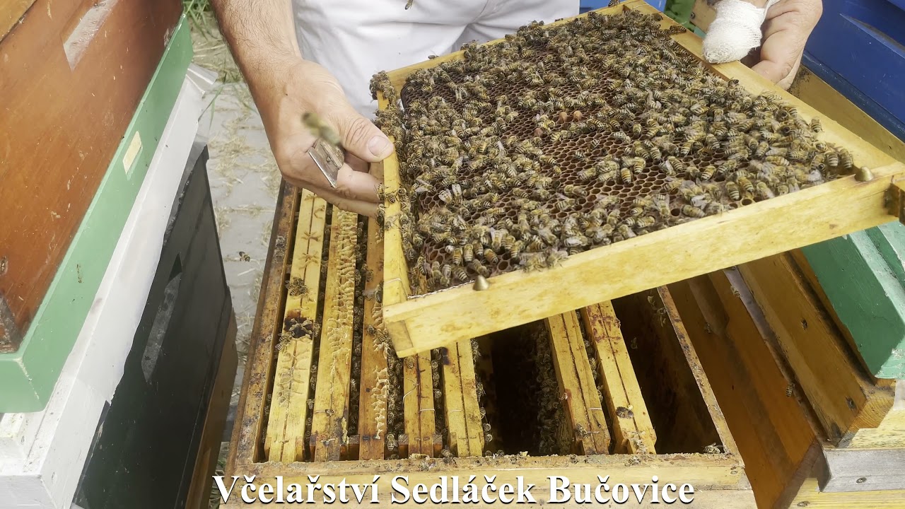 147/21 Poslední vytáčení kombinovaných úlů bez mřížky. Včelařství Sedláček