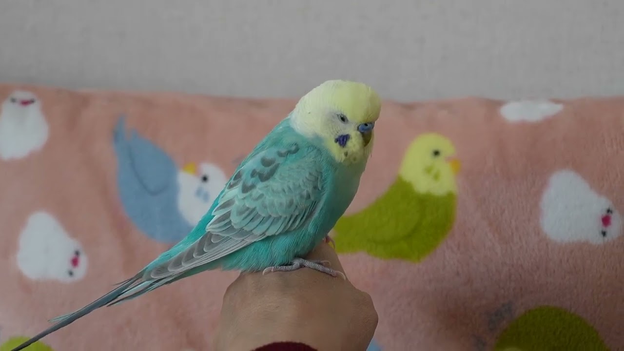 羽がたくさん抜けるからおとなしく過ごすんだよ
