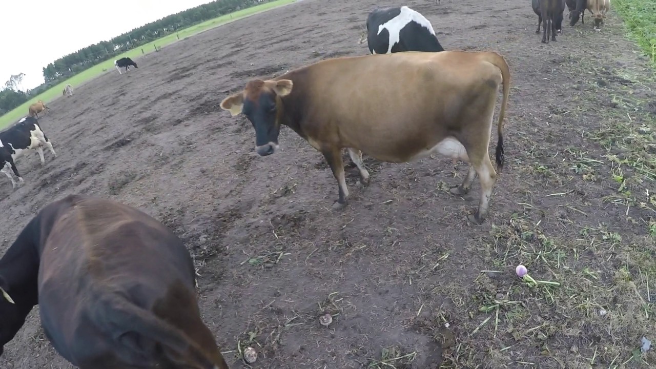Cows are in the turnips.