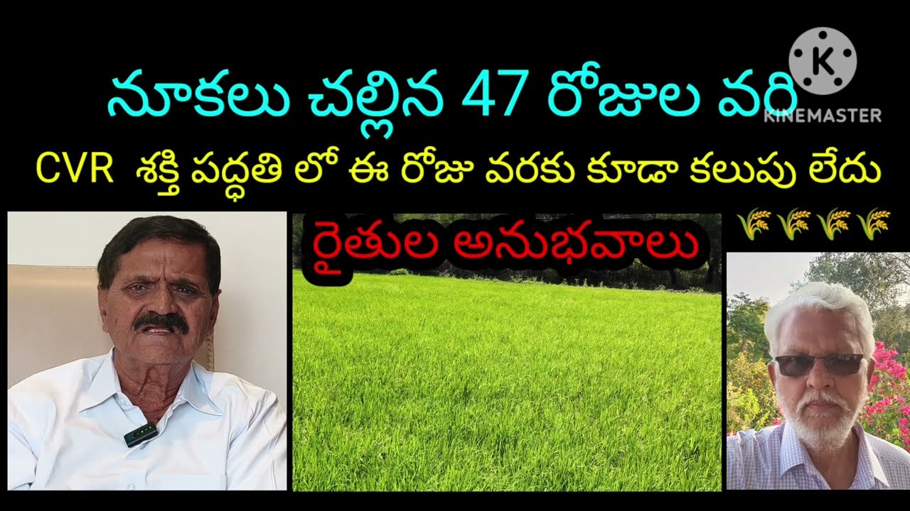 నూకలతో వరిలో కలుపు నివారణ CVR తో రైతుల అనుభవాలు #CVRChinthalaVenkataReddy #PadalaGoutham
