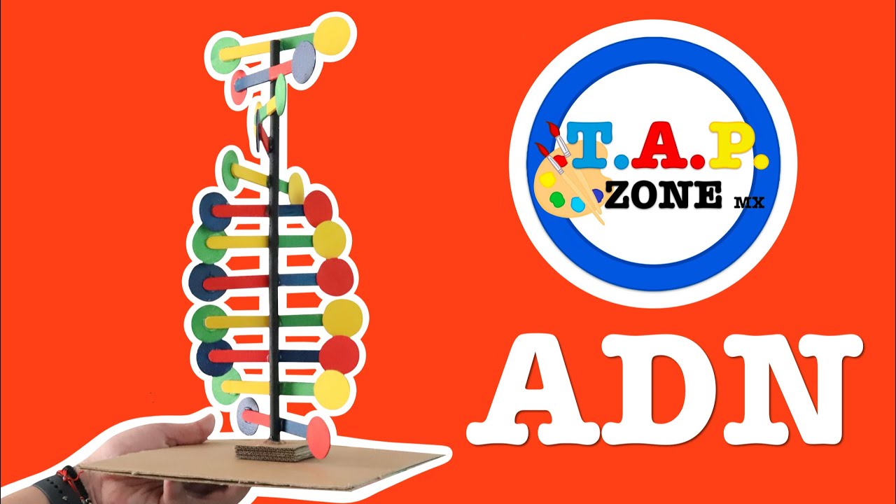 Como hacer la maqueta del ADN - TAP ZONE Mx (Ep.9)