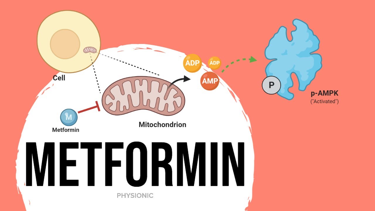 EX-e: Metformin's Mechanism of Action