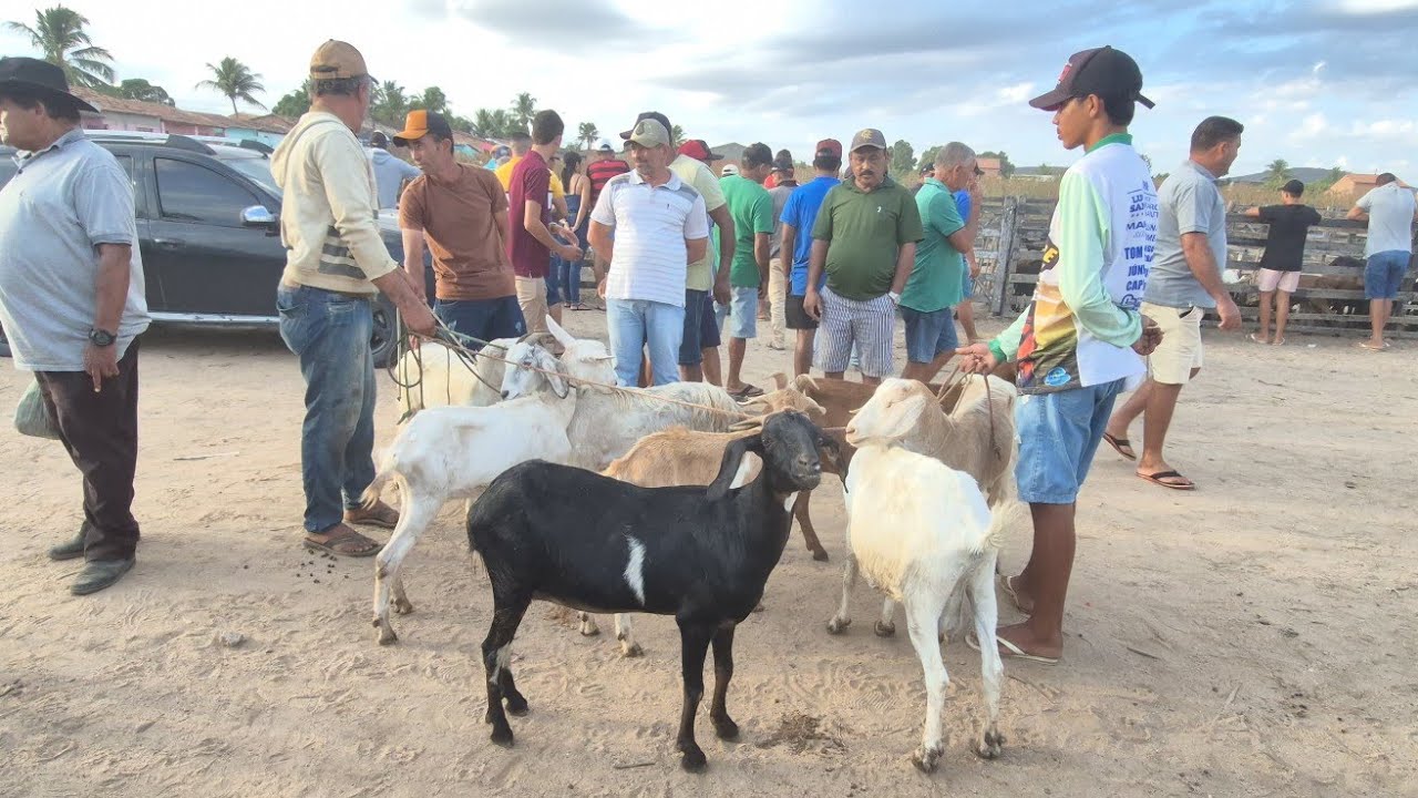 FEIRA DE CAPRINOS E OVINOS DE FOLHA MIÚDA ALAGOAS NORDESTE BRASIL #nordeste 