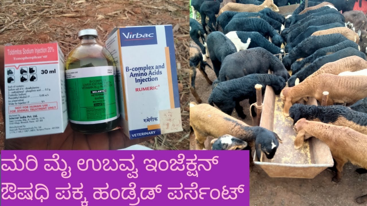 ಮರಿ ಮೈ ಉಬವ್ವ ಇಂಜೆಕ್ಷನ್ ಔಷಧಿ ಪಕ್ಕ ಹಂಡ್ರೆಡ್ ಪರ್ಸೆಂಟ್