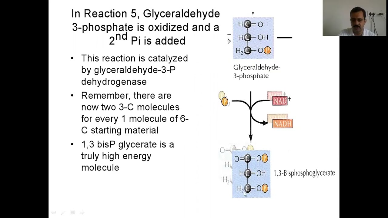 EMP pathway Part II