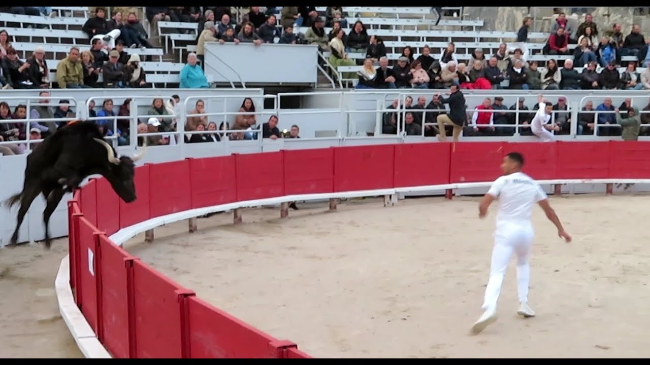 Arles 2024 - Le taureau Corte de la manade de Méjanes