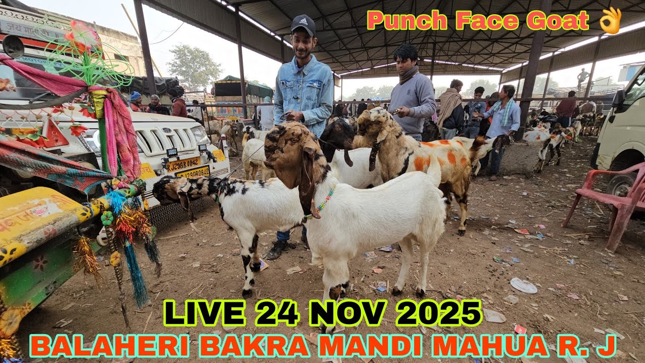 #goat Balaheri Bakra Mandi Docomentary | 24 Nov 2025 Live Update | गाबिन तोतापुरी की शानदार बकरी