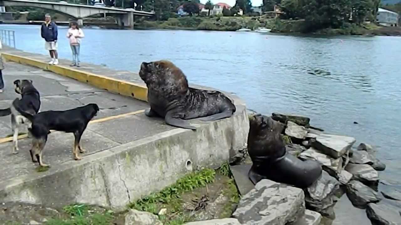 Perro v/s Lobo Marino - Dog v/s Sea Wolf (or Sea Lion) Valdivia,Chile