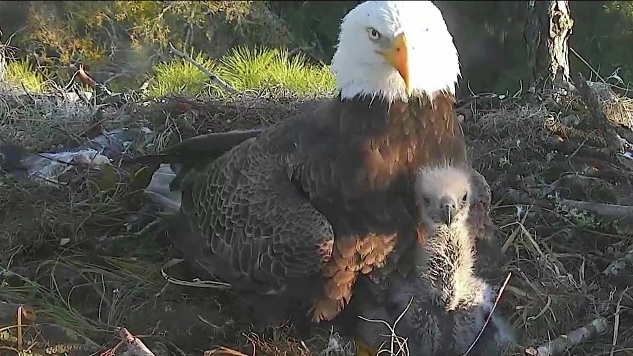 AEF NEFL~Daddy's little Princess 🥰 ~7:44 am 2021/02/23