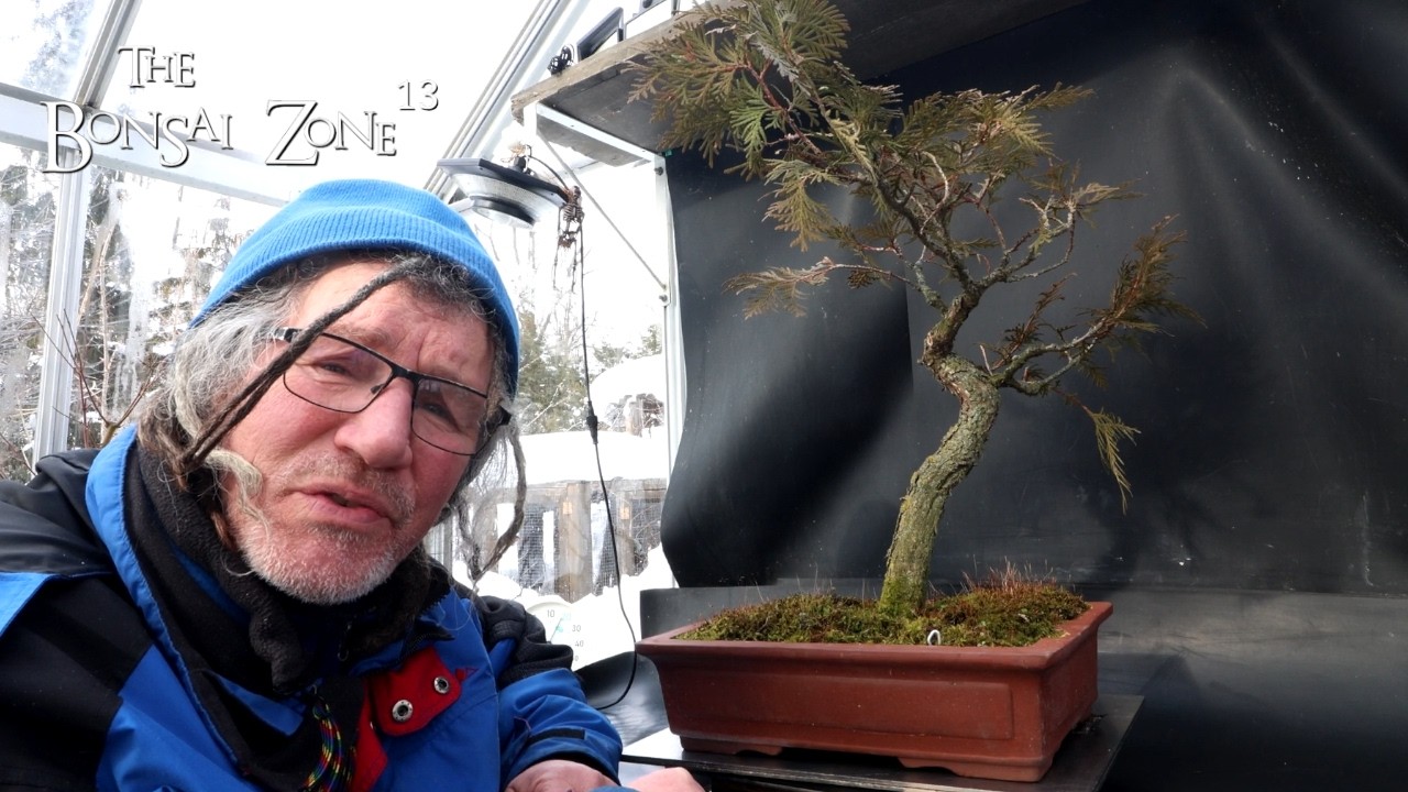 Pruning My Oldest Cedar, The Bonsai Zone, Feb 2026