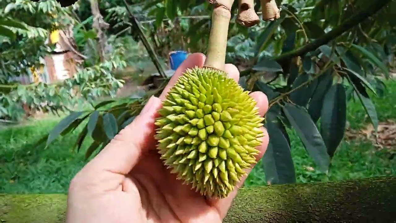 Vườn ri6 trái 40 ngày tuổi rai xanh, đẹp 
