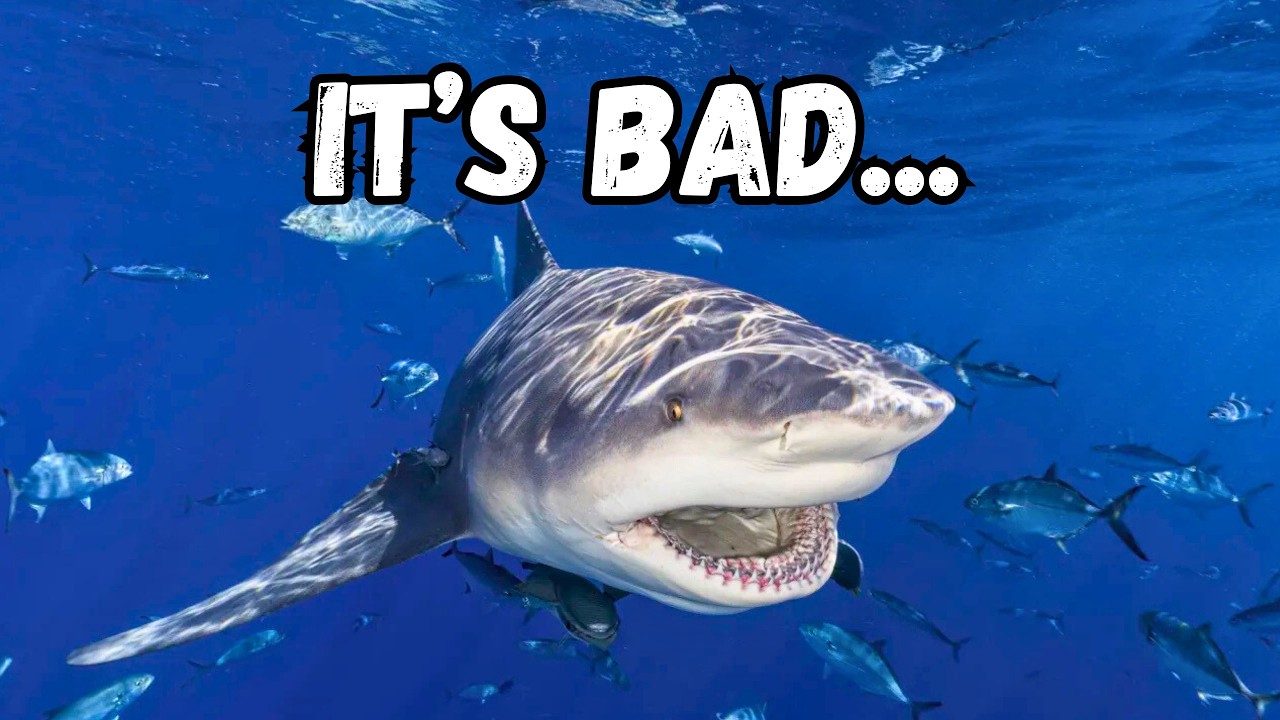 Florida Has a Shark Problem...And It's Getting Worse
