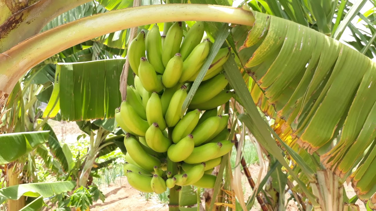 Quando a banana está pronta pra colher