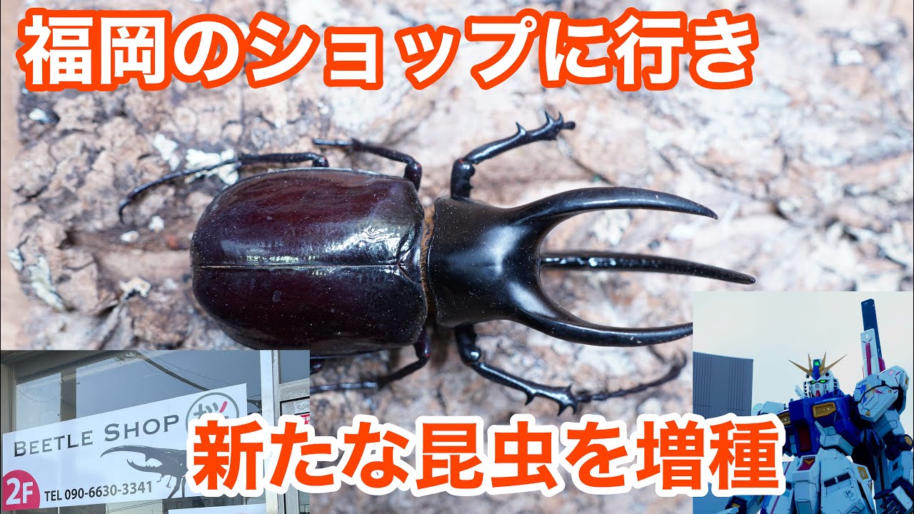 福岡のショップに行き新たな昆虫を増種しました【動画説明欄に産地訂正あり】