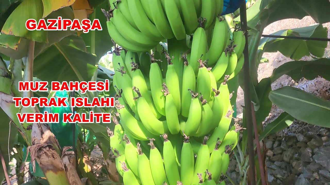 Gaziapaşa- Açıkalan Muz Bahçesinde Verimsiz Topraklı Alan Toprak Islahı Nasıl yapılır?