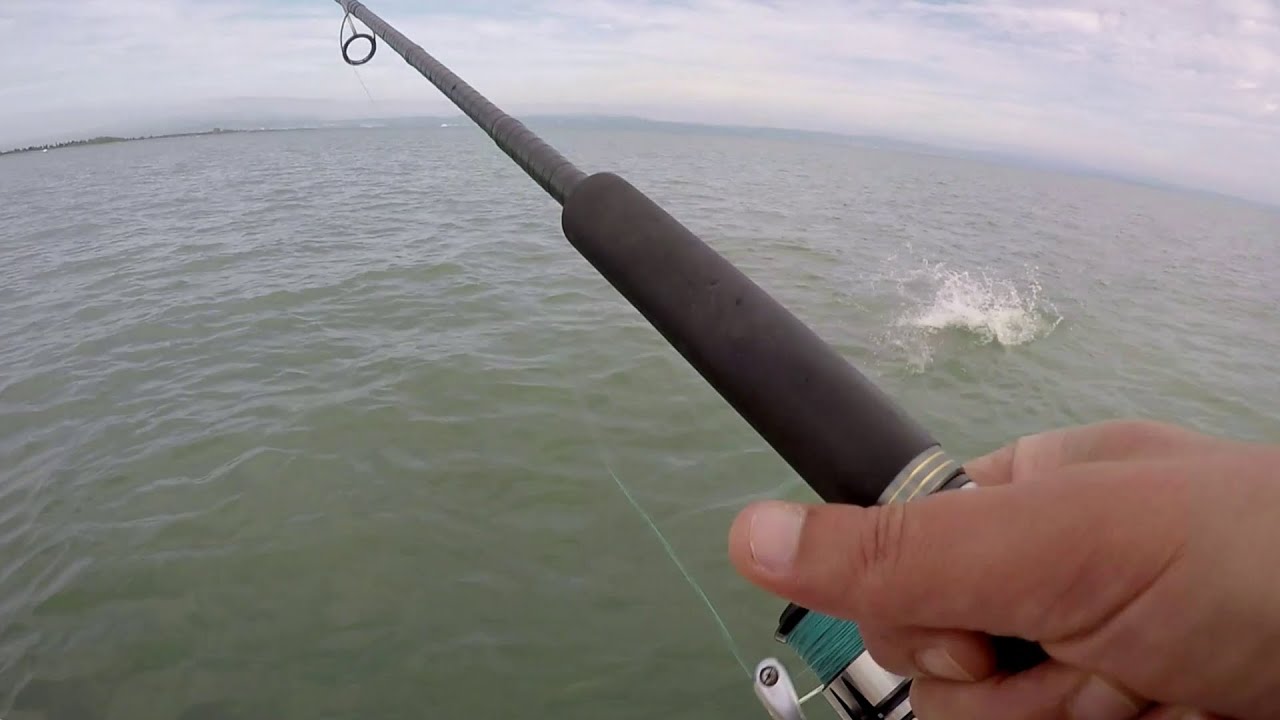 Super Attacco di una Leccia Enorme mentre togli il popper dall'acqua - Leccia a spinning
