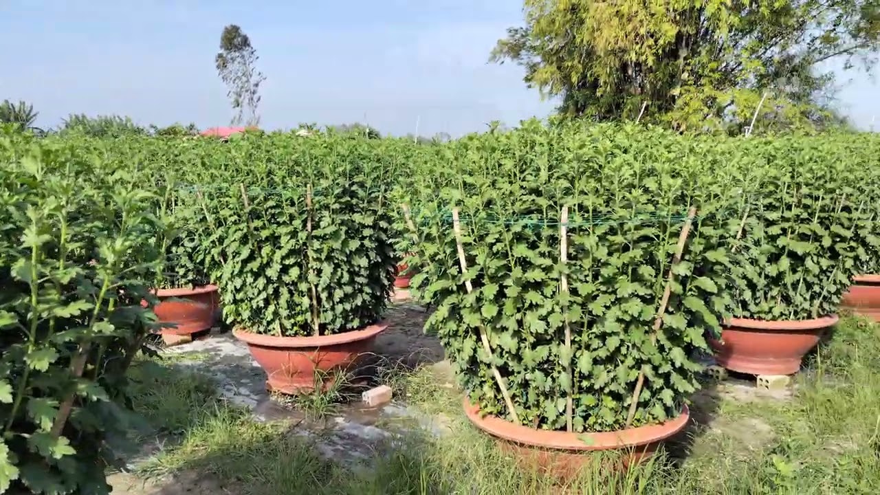Vườn Hoa Tư Trực_ Ngày 16-11Al 2025| 0986.134733